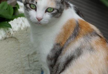 201007111314-DSC03210.jpg