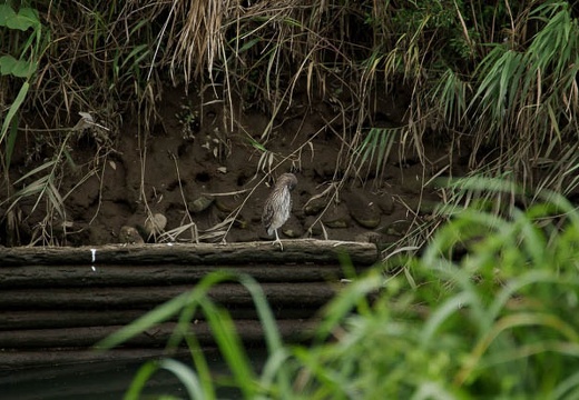 201007111324-DSC03223.jpg