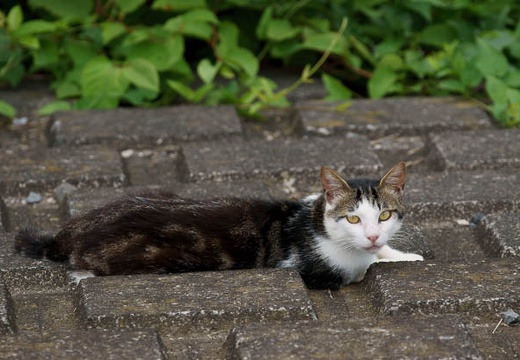 201007111334-DSC03240.jpg