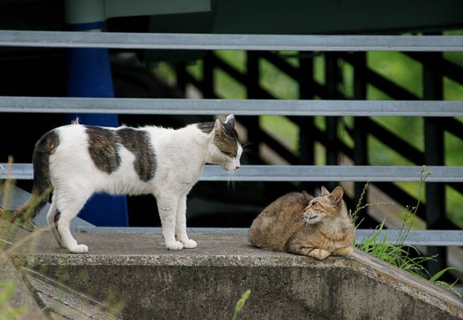 201007111345-DSC03258.jpg