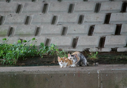 201007111426-DSC03297.jpg