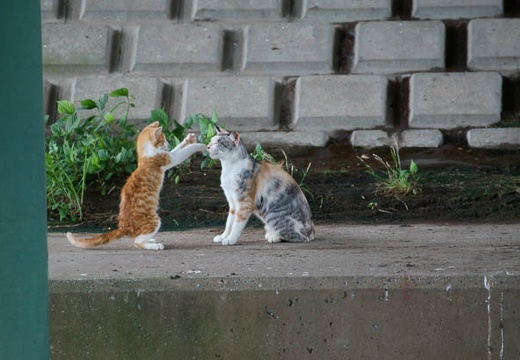 201007111427-DSC03302.jpg