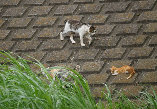 201007111429-DSC03306.jpg
