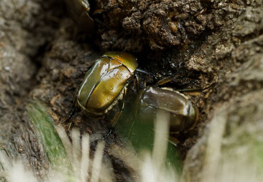 201007121510-DSC03434.jpg