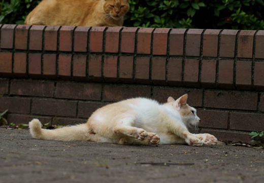 201007121514-DSC03441.jpg
