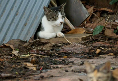 201007121532-DSC03465.jpg
