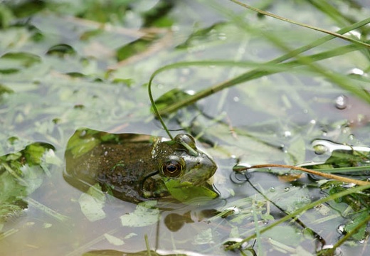 201007121604-DSC03496.jpg