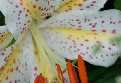 201007131129-DSC03510.jpg
