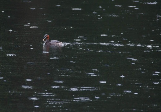 201007131206-DSC03550.jpg