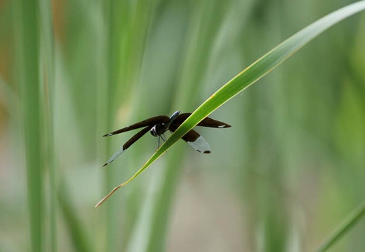 201007131252-DSC03641.jpg