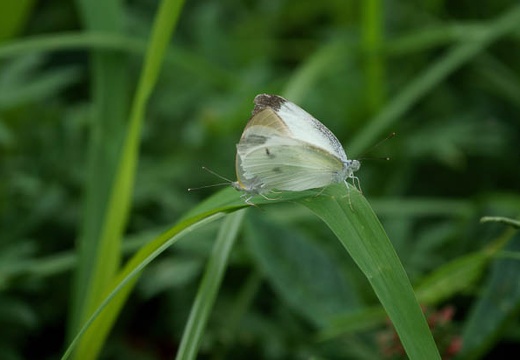 201007131319-DSC03678.jpg