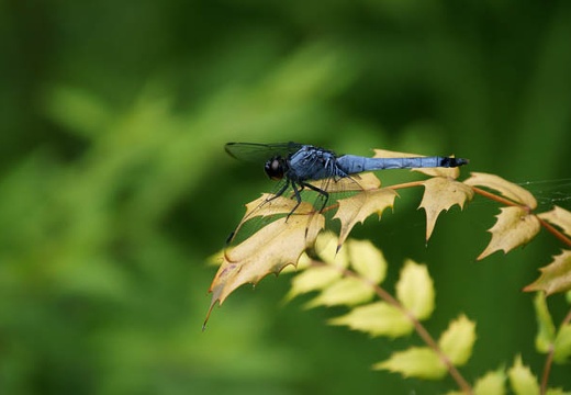 201007131343-DSC03704.jpg