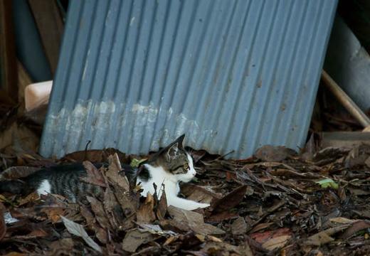 201007141554-DSC03922.jpg