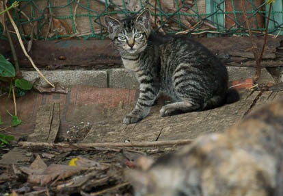 201007141555-DSC03927.jpg
