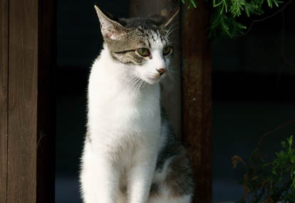 201007141602-DSC03945.jpg
