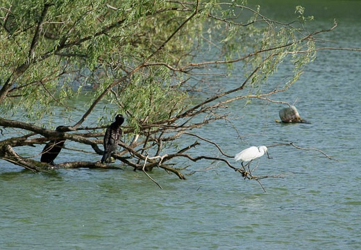 201007141606-DSC03955.jpg