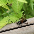 201007151241-DSC04137.jpg