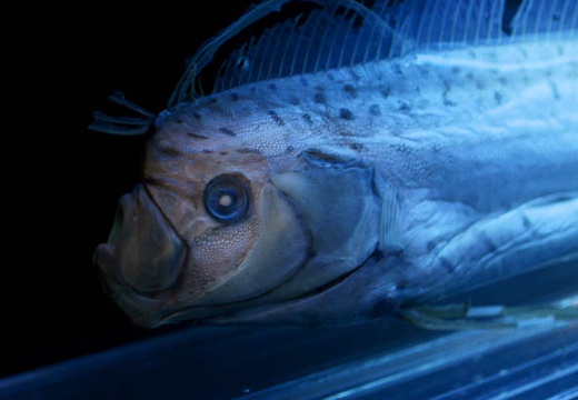 201007161127-DSC04505.jpg
