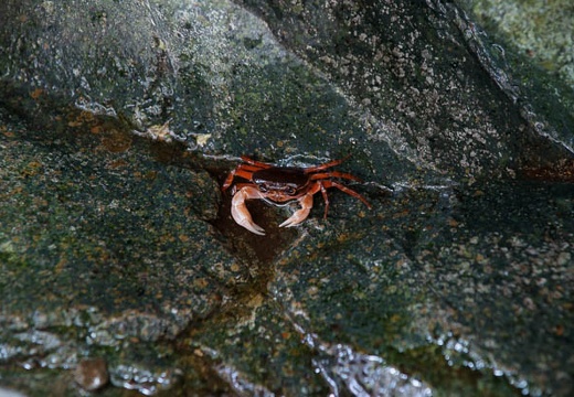 201007161217-DSC04631.jpg