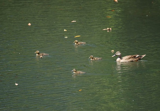 201007191229-DSC05894.jpg