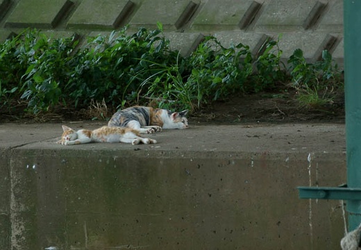 201007191601-DSC06175.jpg