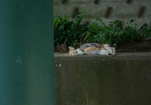 201007191605-DSC06184.jpg