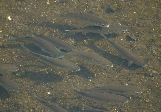 201007191650-DSC06234.jpg