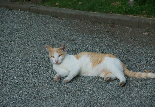 201007221657-DSC07291.jpg
