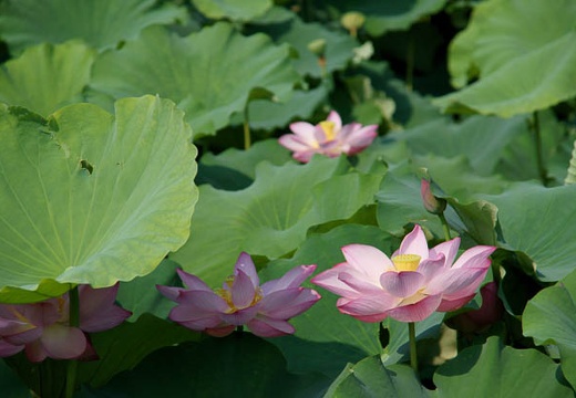 201007240820-DSC07696.jpg