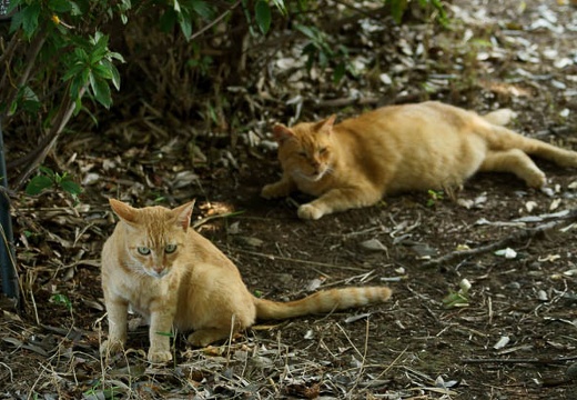201007240847-DSC07751.jpg