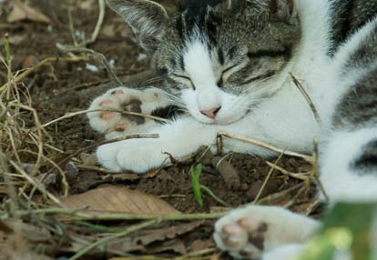 201007240914-DSC07817.jpg