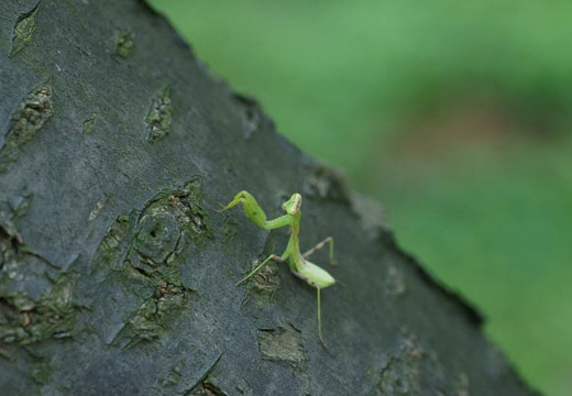 201007240919-DSC07827.jpg