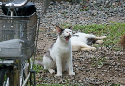 201007261619-DSC08174.jpg