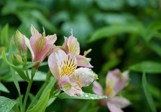 201007270538-DSC08266.jpg
