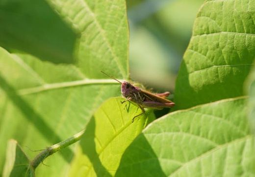 201007270826-DSC08329.jpg