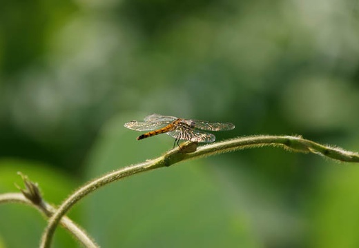 201007270838-DSC08351.jpg