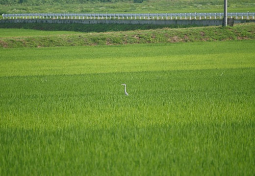 201007270854-DSC08366.jpg