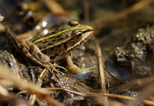 201007270902-DSC08390.jpg