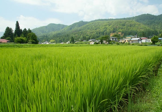 201007270935-DSC08437.jpg