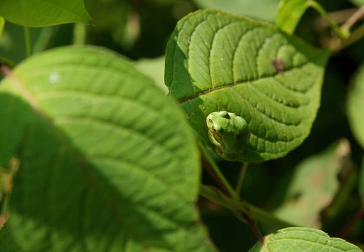 201007270957-DSC08490.jpg