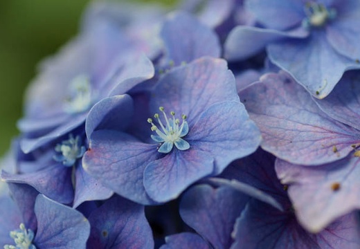 201007271054-DSC08611.jpg