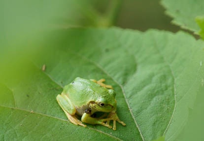 201007271129-DSC08659.jpg