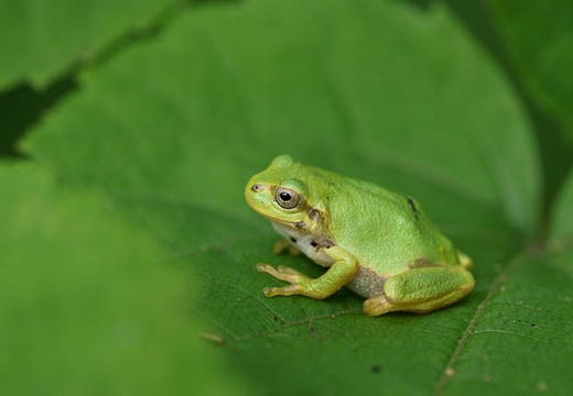 201007271135-DSC08674.jpg