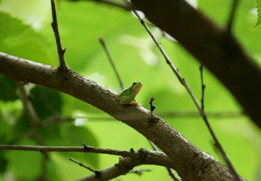 201007271148-DSC08696.jpg
