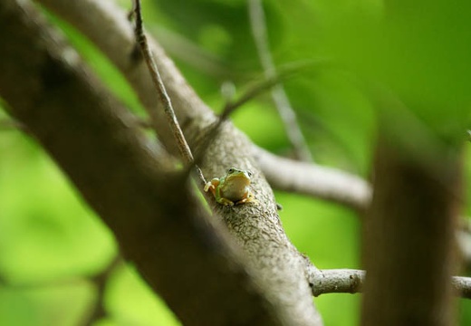 201007271149-DSC08703.jpg