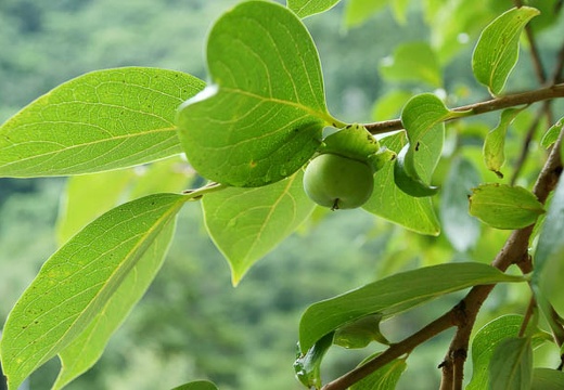 201007271611-DSC08841.jpg