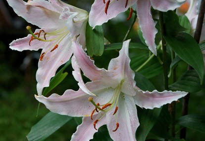 201007271819-DSC08905.jpg