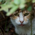 201007291348-DSC09086.jpg