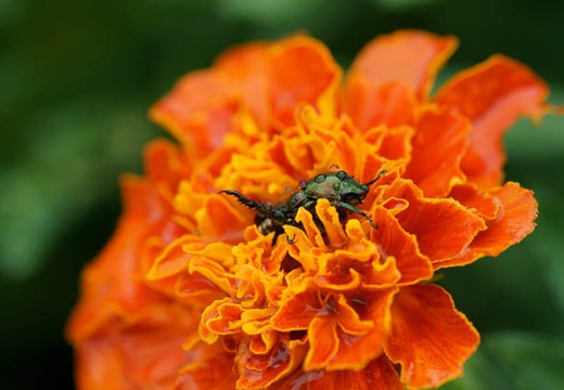 201007291443-DSC09182.jpg