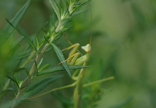 201007301441-DSC09401.jpg